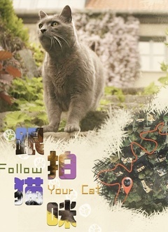 跟拍猫咪(全集)